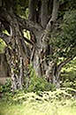 Baobab Okavango Delta 